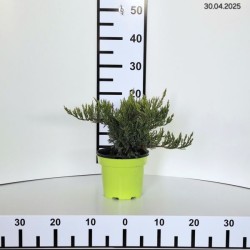 Juniperus sabina 'Tamariscifolia'