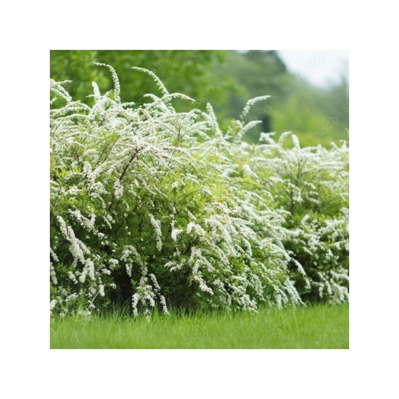 Spiraea ×cinerea 'Grefsheim'