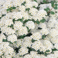 Spiraea ×cinerea 'Grefsheim'
