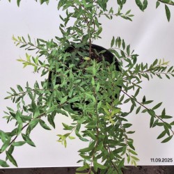 Spiraea ×cinerea 'Grefsheim'