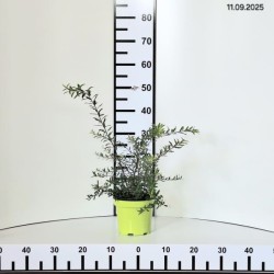 Spiraea ×cinerea 'Grefsheim'