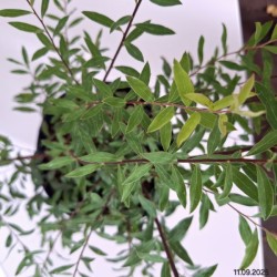 Spiraea ×cinerea 'Grefsheim'