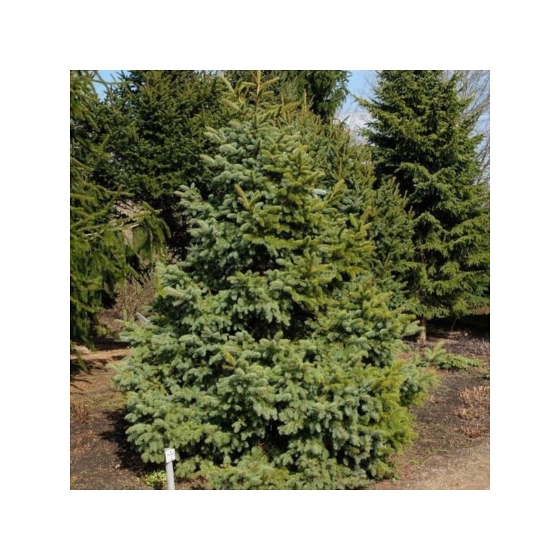 Picea asperata