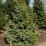 Picea asperata