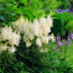 Astilbe 'Brautschleier'