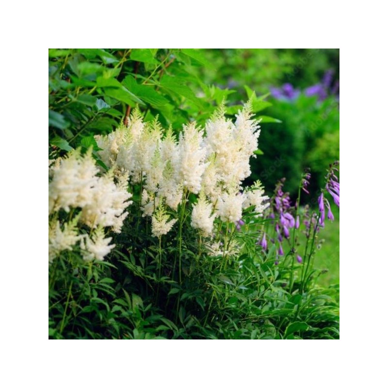 Astilbe 'Brautschleier'