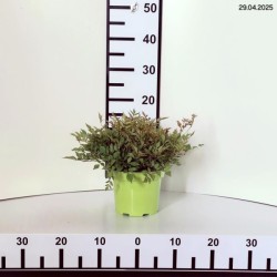 Astilbe 'Brautschleier'