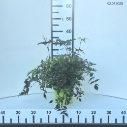 Astilbe 'Brautschleier'