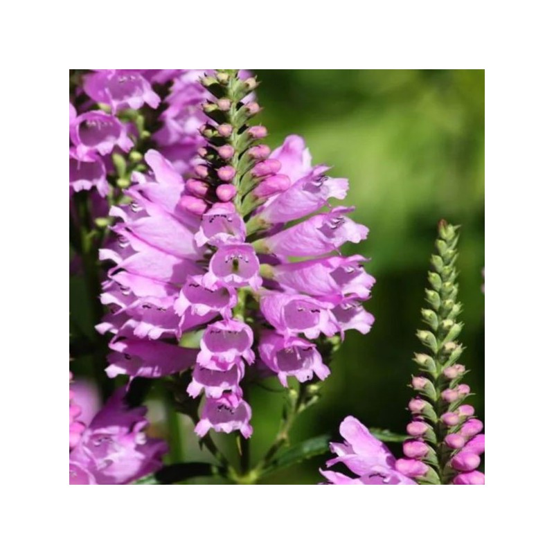 Physostegia virginiana 'Rosea'