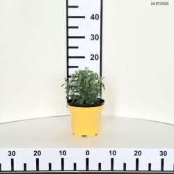 Physostegia virginiana 'Rosea'