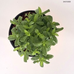 Physostegia virginiana 'Rosea'