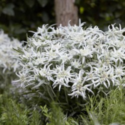 Leontopodium alpinum 'May...