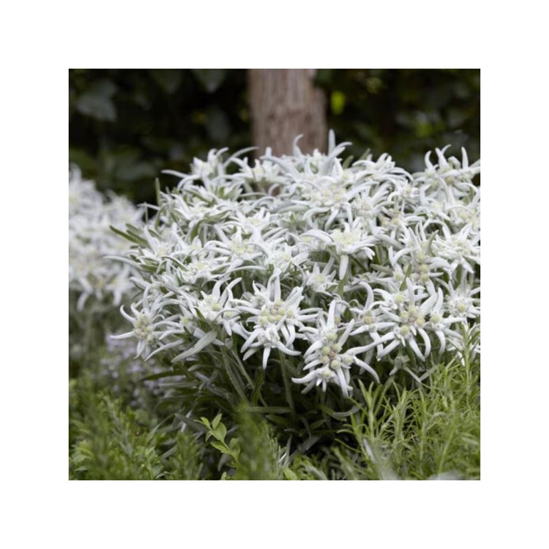Leontopodium alpinum 'May Snow'