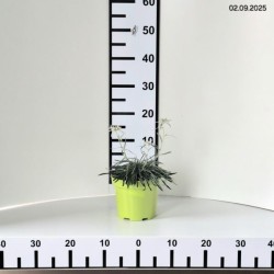 Leontopodium alpinum 'May Snow'