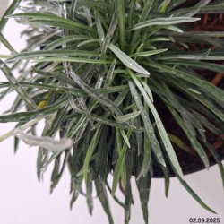 Leontopodium alpinum 'May Snow'