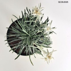 Leontopodium alpinum 'May Snow'