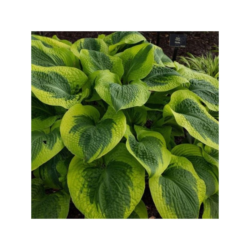 Hosta 'Pilgrim'