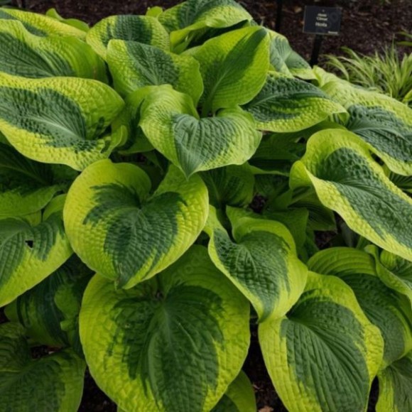 Hosta 'Pilgrim'