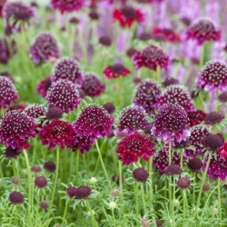 Scabiosa columbaria 'Barocca'