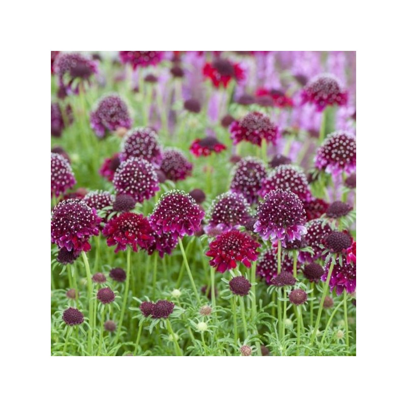 Scabiosa columbaria 'Barocca'