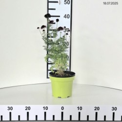 Scabiosa columbaria 'Barocca'