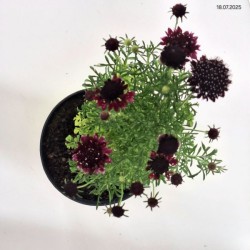 Scabiosa columbaria 'Barocca'