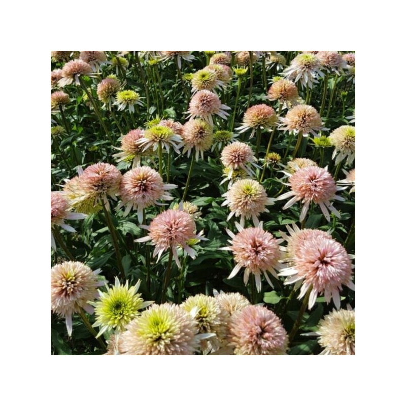 Echinacea purpurea CHERRY FLUFF 'Echcher298' PBR