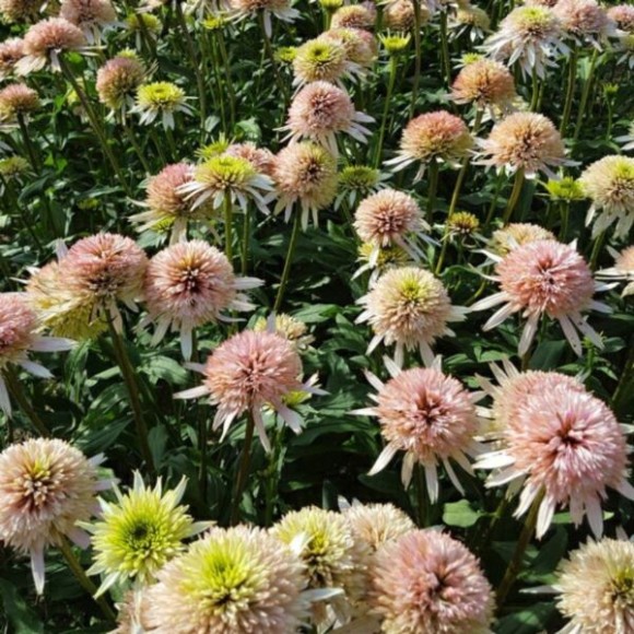 Echinacea purpurea CHERRY FLUFF 'Echcher298' PBR