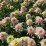 Echinacea purpurea CHERRY FLUFF 'Echcher298' PBR