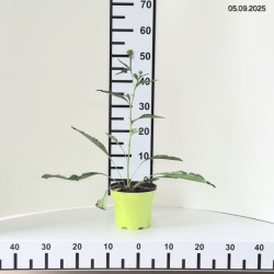 Echinacea purpurea CHERRY FLUFF 'Echcher298' PBR