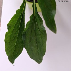 Echinacea purpurea CHERRY FLUFF 'Echcher298' PBR