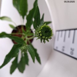 Echinacea purpurea CHERRY FLUFF 'Echcher298' PBR