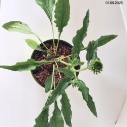 Echinacea purpurea CHERRY FLUFF 'Echcher298' PBR