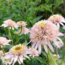 Echinacea purpurea CHERRY FLUFF 'Echcher298' PBR