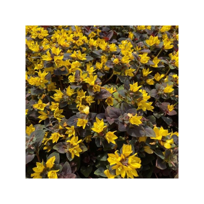 Lysimachia congestiflora 'Persian Chocolate'