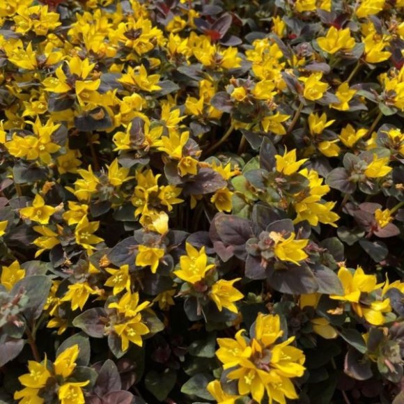 Lysimachia congestiflora 'Persian Chocolate'