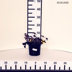 Lysimachia congestiflora 'Persian Chocolate'