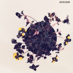 Lysimachia congestiflora 'Persian Chocolate'