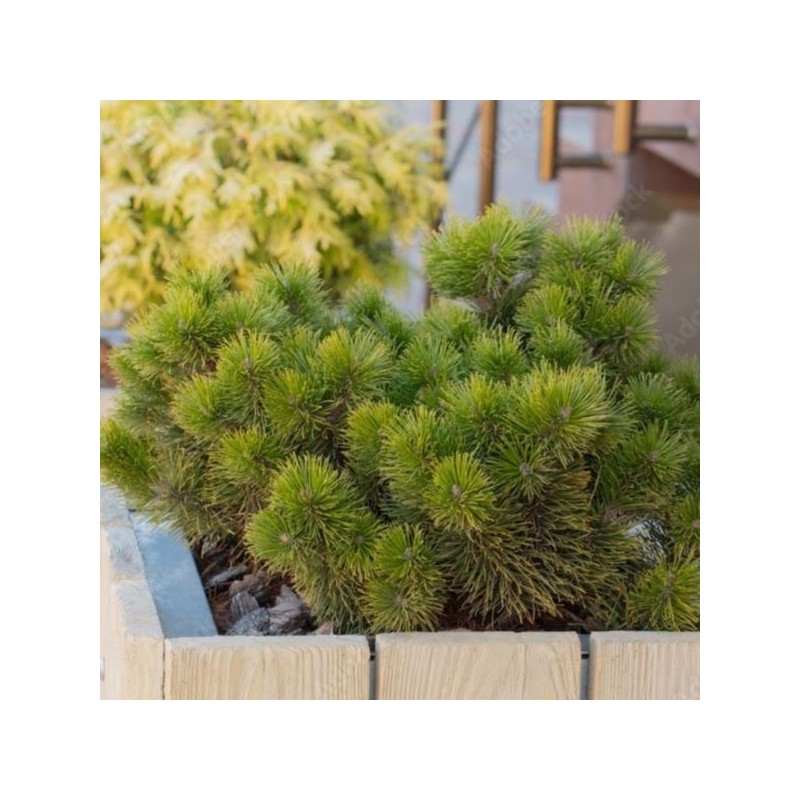 Pinus mugo 'Ophir'