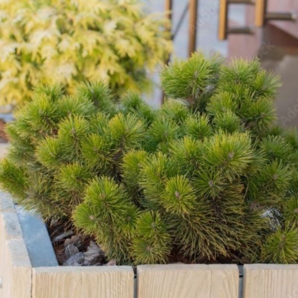 Pinus mugo 'Ophir'