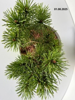 Pinus mugo 'Ophir'