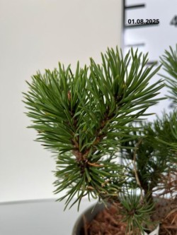 Pinus mugo 'Ophir'