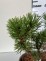 Pinus mugo 'Ophir'