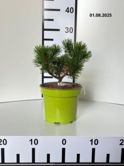 Pinus mugo 'Ophir'