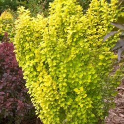 Berberis thunbergii 'Golden...