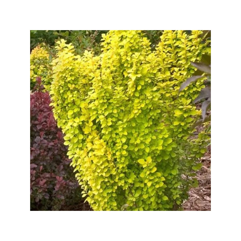 Berberis thunbergii 'Golden Torch'