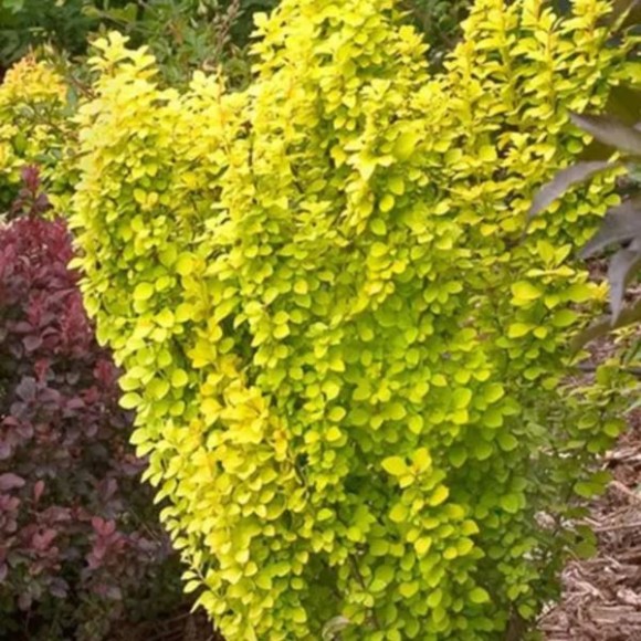 Berberis thunbergii 'Golden Torch'