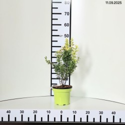 Berberis thunbergii 'Golden Torch'