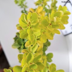 Berberis thunbergii 'Golden Torch'