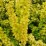 Berberis thunbergii 'Golden Torch'